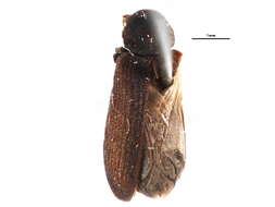 Image of Hemicoelus