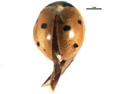 Imagem de Coccinella prolongata Crotch 1873