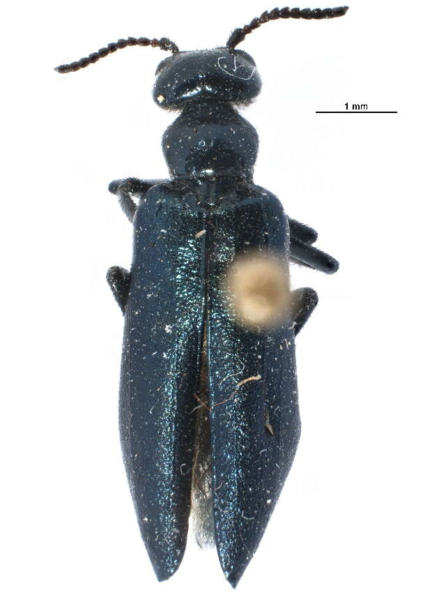 Image of Meloinae