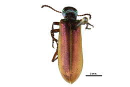 Image of Meloinae