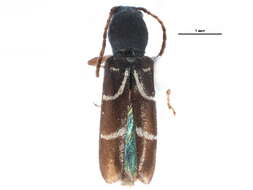 Image of Clytus