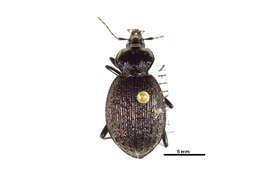 Imagem de Sphaeroderus nitidicollis Guérin-Méneville 1829