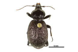 Sphaeroderus nitidicollis Guérin-Méneville 1829的圖片