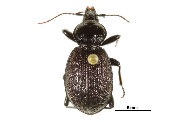 Imagem de Sphaeroderus nitidicollis Guérin-Méneville 1829