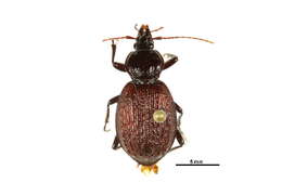 Imagem de Sphaeroderus nitidicollis Guérin-Méneville 1829