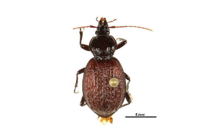 Sphaeroderus nitidicollis Guérin-Méneville 1829的圖片