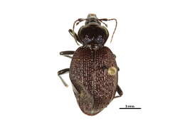 Imagem de Sphaeroderus nitidicollis Guérin-Méneville 1829