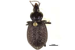 Sphaeroderus nitidicollis Guérin-Méneville 1829的圖片