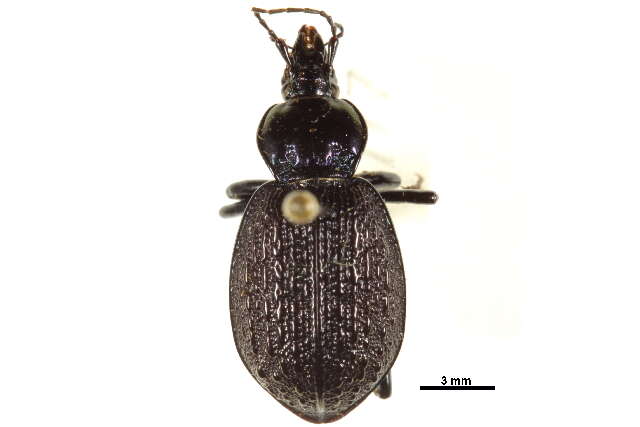 Sphaeroderus nitidicollis Guérin-Méneville 1829的圖片