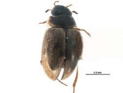 Image of Laccobius (Laccobius) cinereus Motschulsky 1860