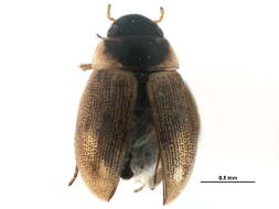 Image of Laccobius (Laccobius) cinereus Motschulsky 1860