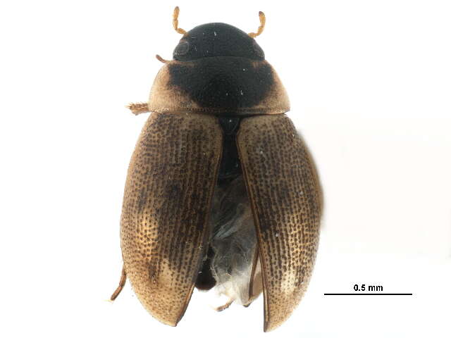 Laccobius (Laccobius) cinereus Motschulsky 1860 resmi