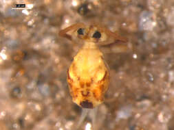 Image of Dicyrtomina ornata (Nicolet & H 1842)