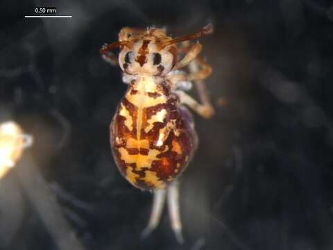 Image of Dicyrtomina ornata (Nicolet & H 1842)