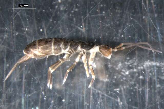 Image of Springtail