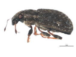 Image of Clover Root Weevil