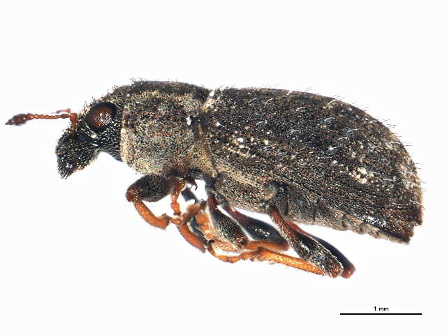 Image of Clover Root Weevil