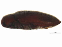 Image of Trixagus carinicollis (Schaeffer 1916)