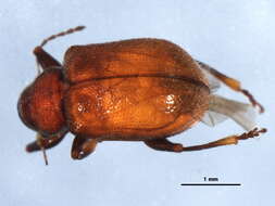 Image of Xanthonia decemnotata (Say 1824)