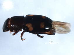 Image of Four-spotted Sap Beetle