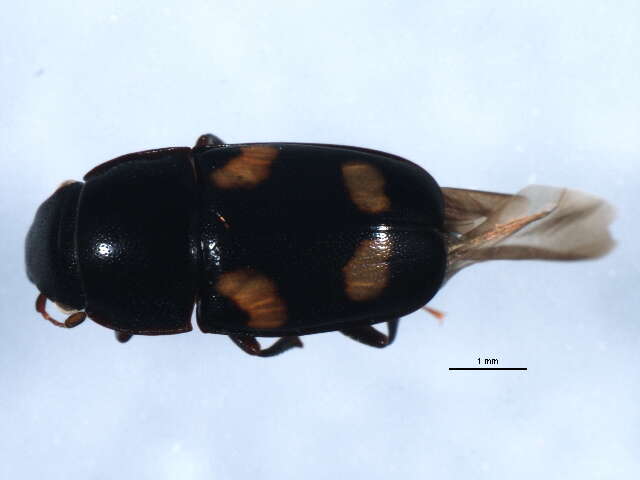 Image of Four-spotted Sap Beetle