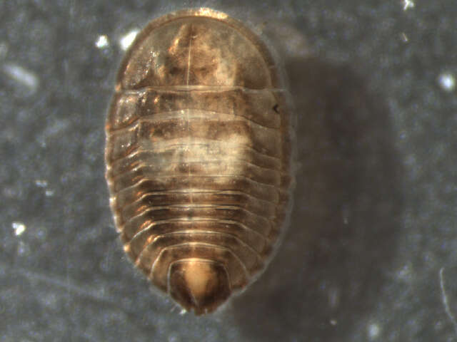 Imagem de Psephenidae