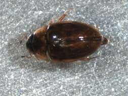 Image of Enochrus