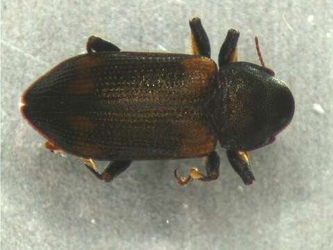 Image of Notriolus victoriae Carter & Zeck 1929