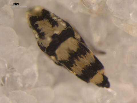 Image of Entomobrya comparata Folsom & JW 1919