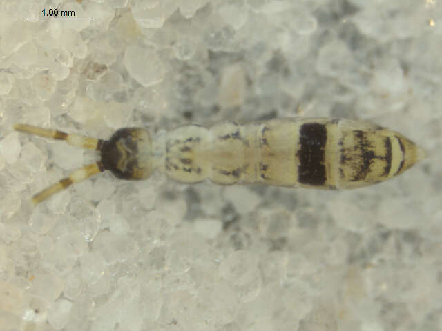 Imagem de Orchesella