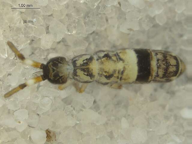 Image of Orchesella