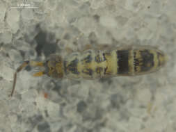 Imagem de Orchesella