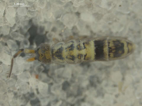 Image of Orchesella