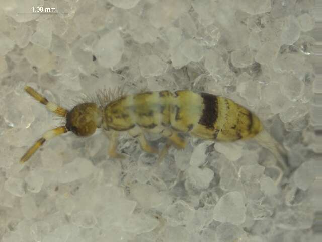 Image of Orchesella