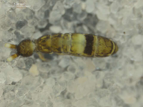 Image of Orchesella