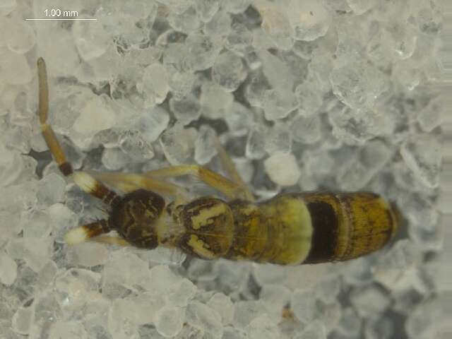 Image of Orchesella