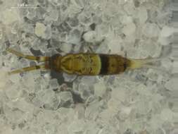Image of Orchesella