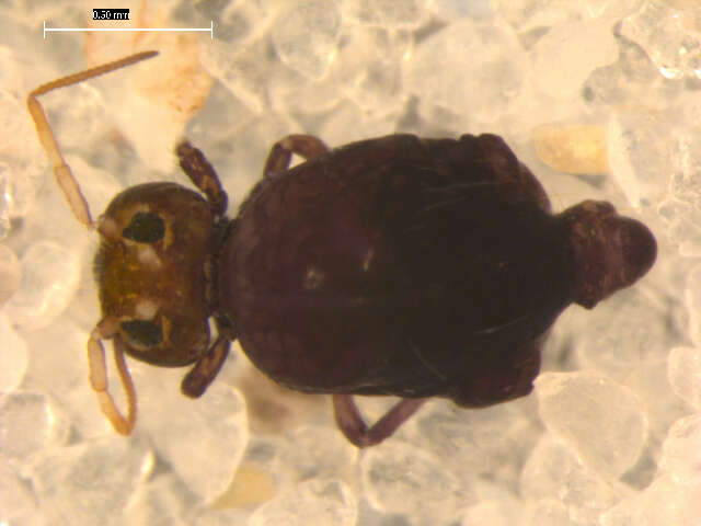 Image of Sminthuroidea