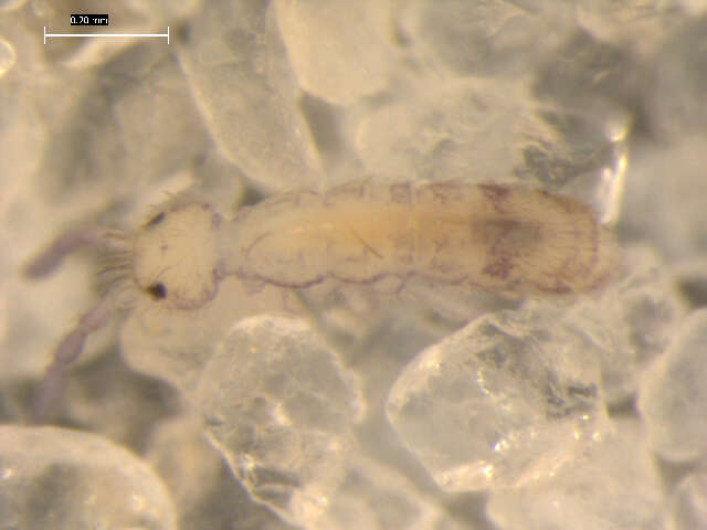 Image of hairy-back girdled springtail