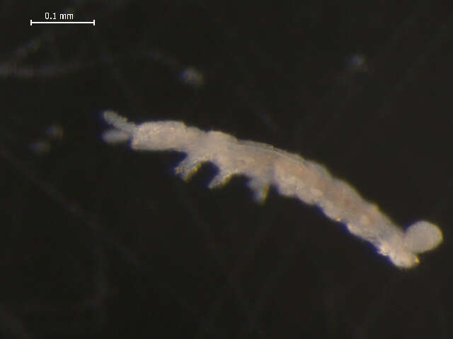 Image of Tullbergiidae