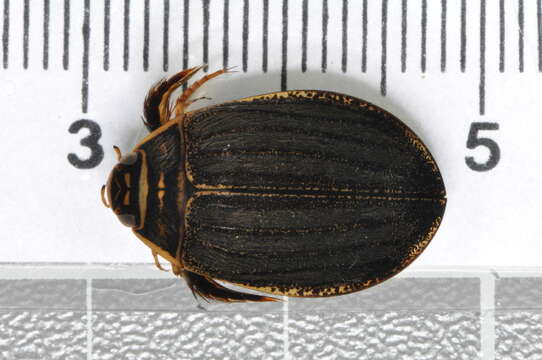 Слика од Acilius (Acilius) sulcatus (Linnaeus 1758)