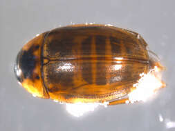 Слика од Enochrus (Lumetus) fuscipennis (Thomson & C. G. 1884)