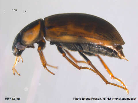 Image of Enochrus (Lumetus) fuscipennis (Thomson & C. G. 1884)