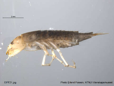 Image of Agabinae