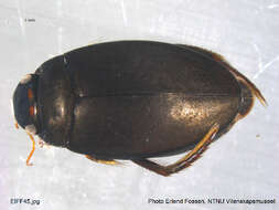 Image of Agabus (Gaurodytes) bipustulatus (Linnaeus 1767)