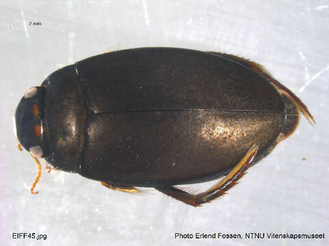 Image of Agabus (Gaurodytes) bipustulatus (Linnaeus 1767)