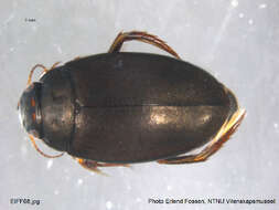 Image of Agabus (Gaurodytes) bipustulatus (Linnaeus 1767)