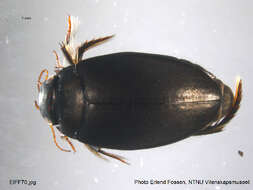 Image of Agabus (Gaurodytes) bipustulatus (Linnaeus 1767)