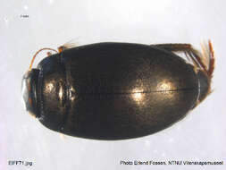 Image of Agabus (Gaurodytes) bipustulatus (Linnaeus 1767)