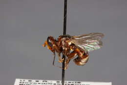 Image of Sicus